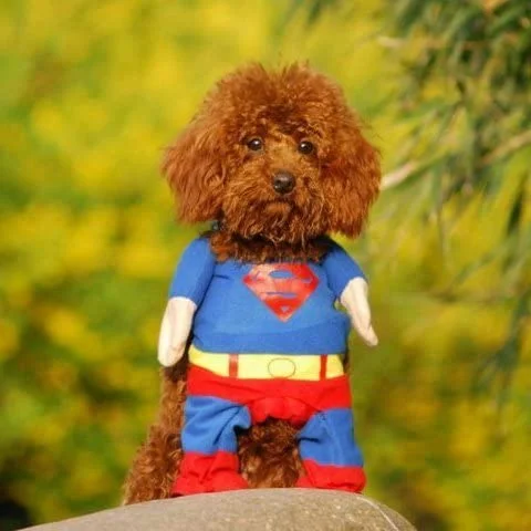 SuperDog Costume