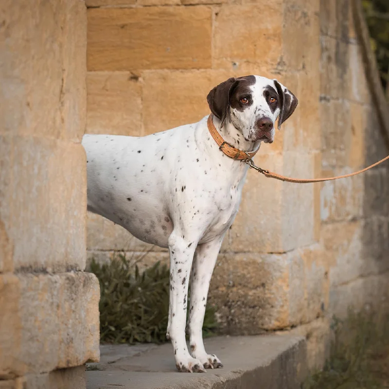 Italian Padded Leather Dog Lead in Tan & Cream by Lords & Labradors